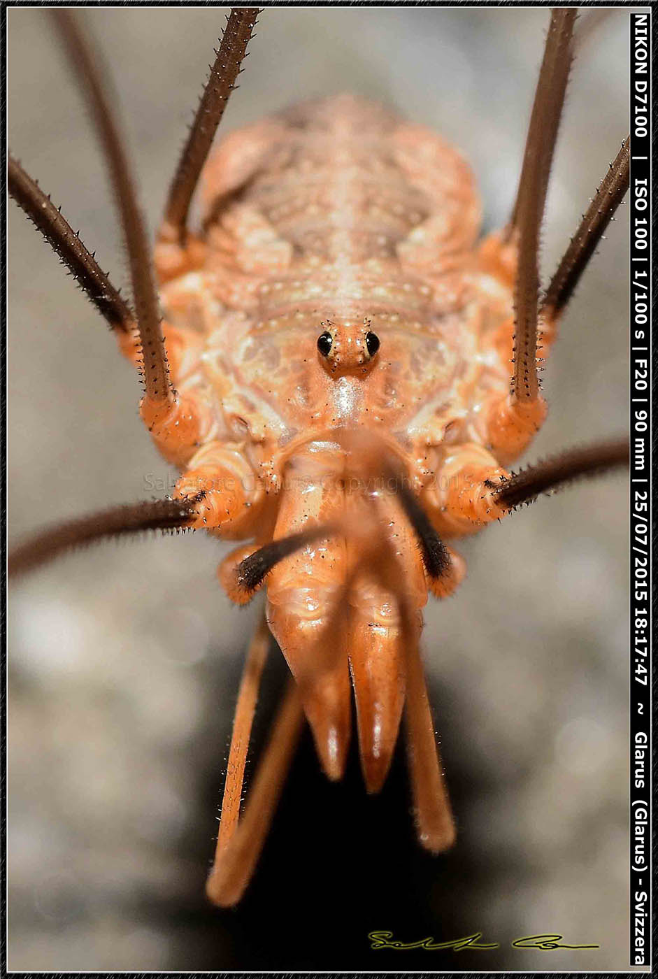 Phalangium opilio   - Ennenda (Svizzera)